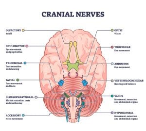 Cranial nerves pairs with anatomical sensory functions in outline diagram. Labeled educational collection with neurology brain system and how nerve relay information to human body vector illustration.