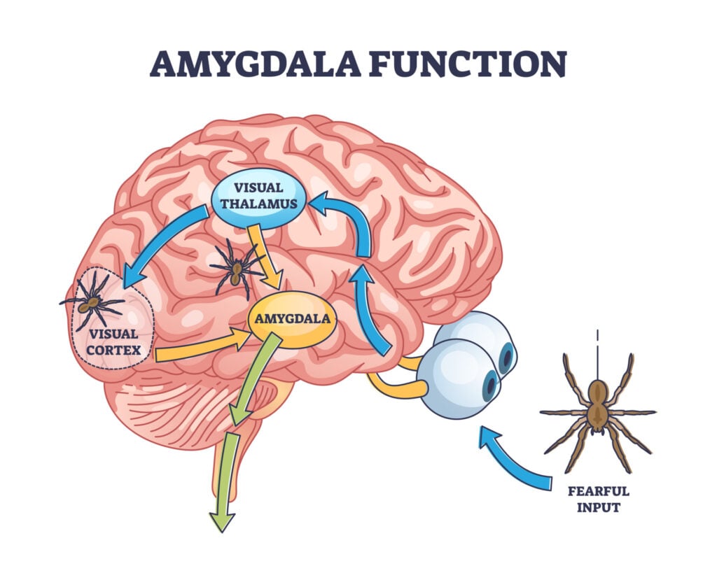 amygdala function