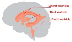 brain ventricles