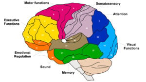 Brain Brodmann area region of the cerebral cortex with numbers and descriptions