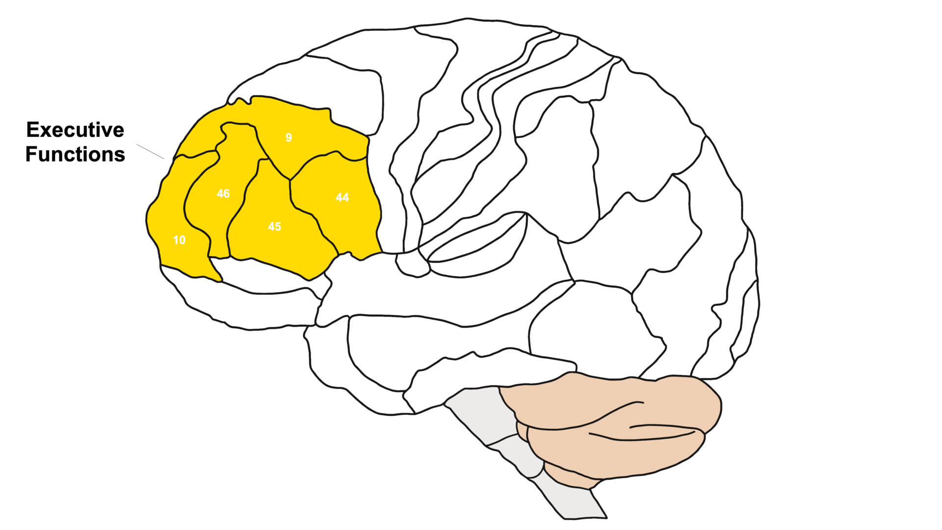 an outline of the brain with the frontal lobe sections highlighted in yellow to signify where the executive functions are located.