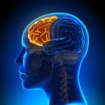 frontal lobe in the human brain