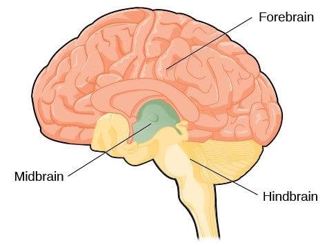 orebrain, Midbrain and Hindbrain