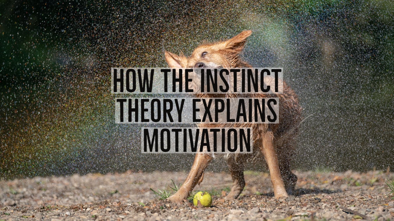 how the instinct theory explains motivation 1