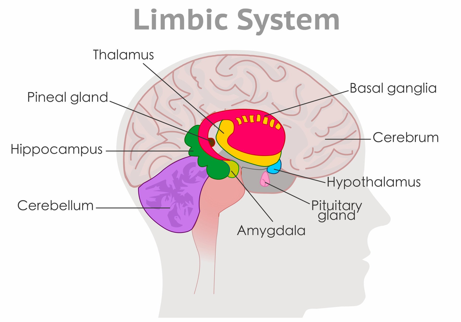 parts of the limbic system