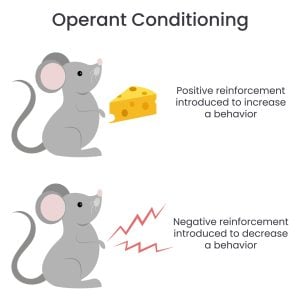 Operant Conditioning Reinforcement 1