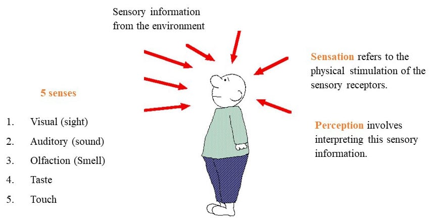 perception vs sensation