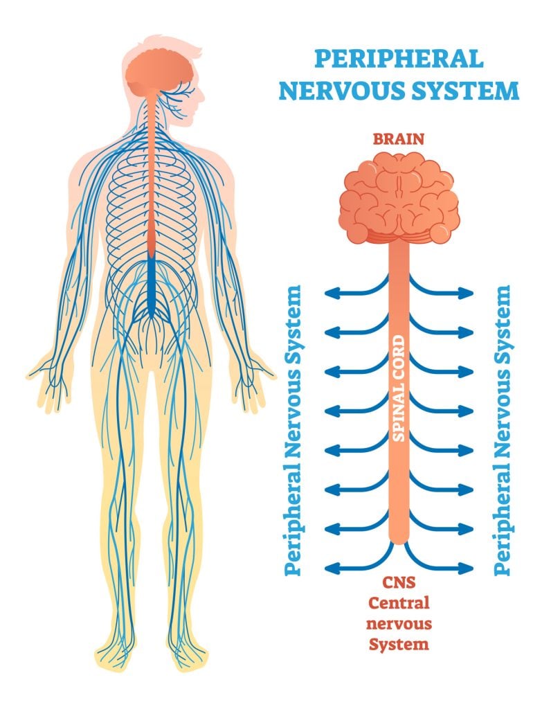 Peripheral nervous system, medical vector illustration diagram with brain, spinal cord and nerves.