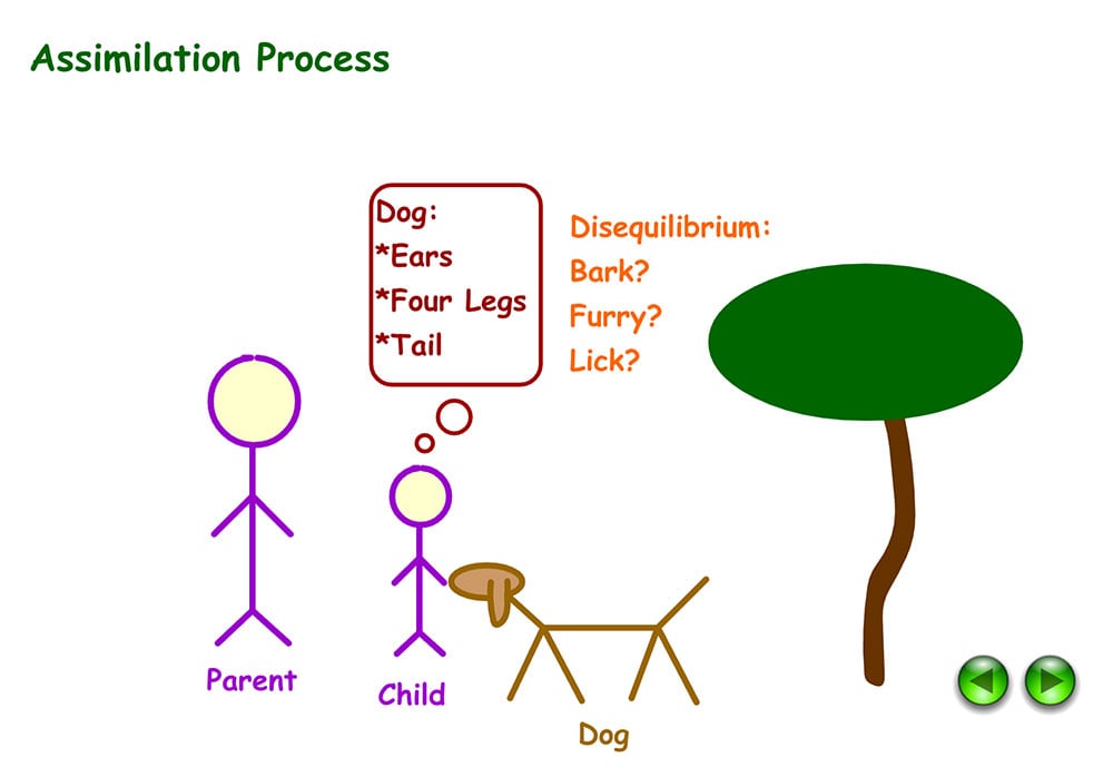 Example of assimilation in Psychology