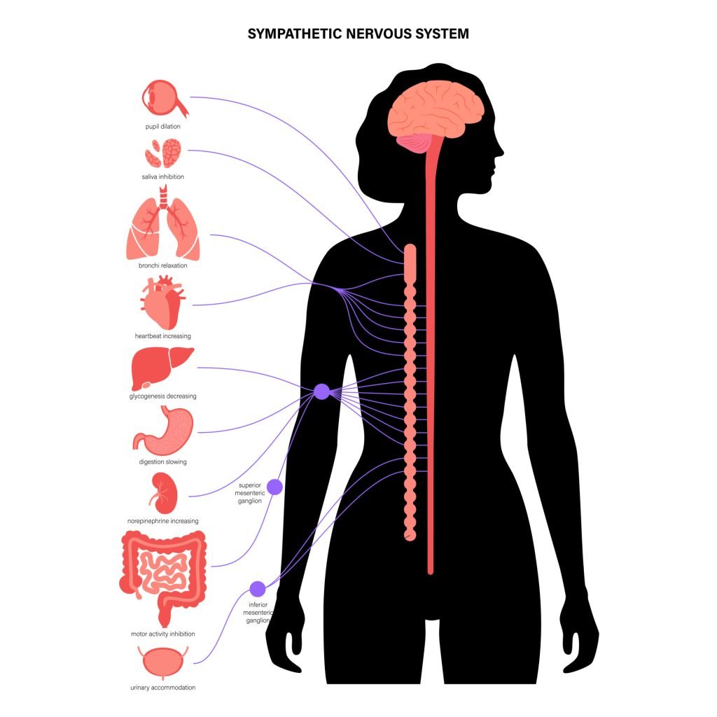 Sympathetic Nervous System