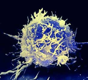 t-cell