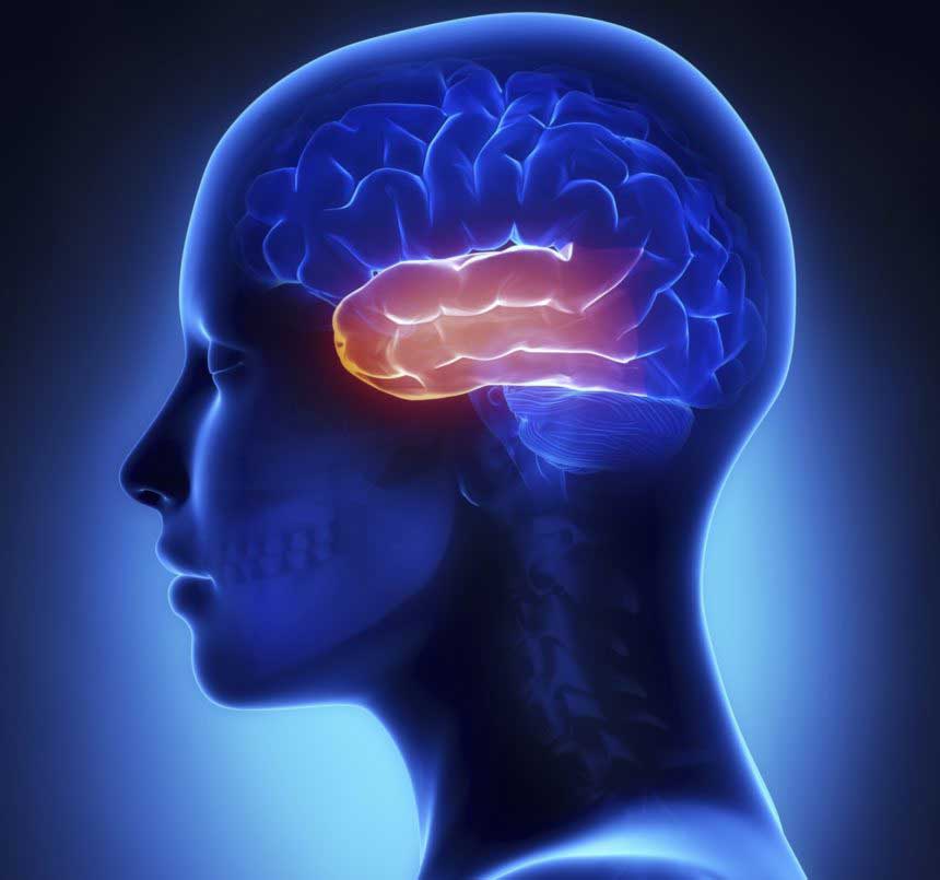 temporal lobe location