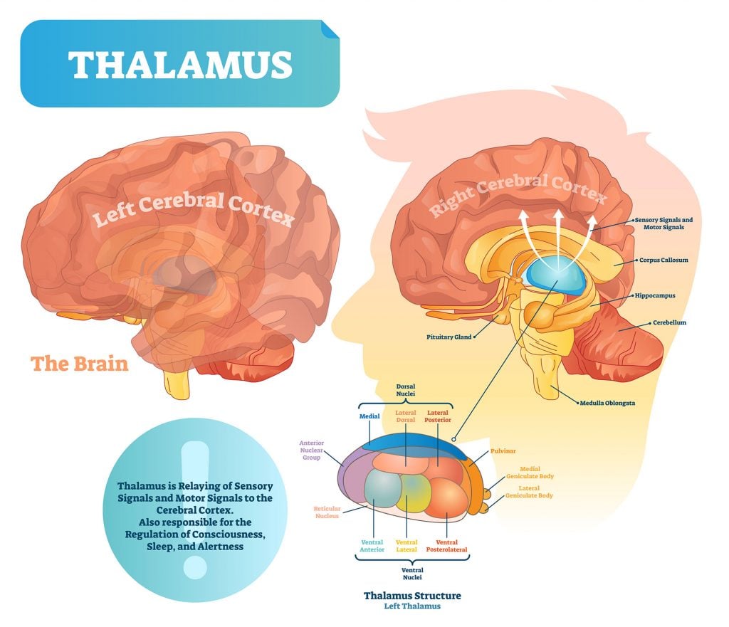 Thalamus