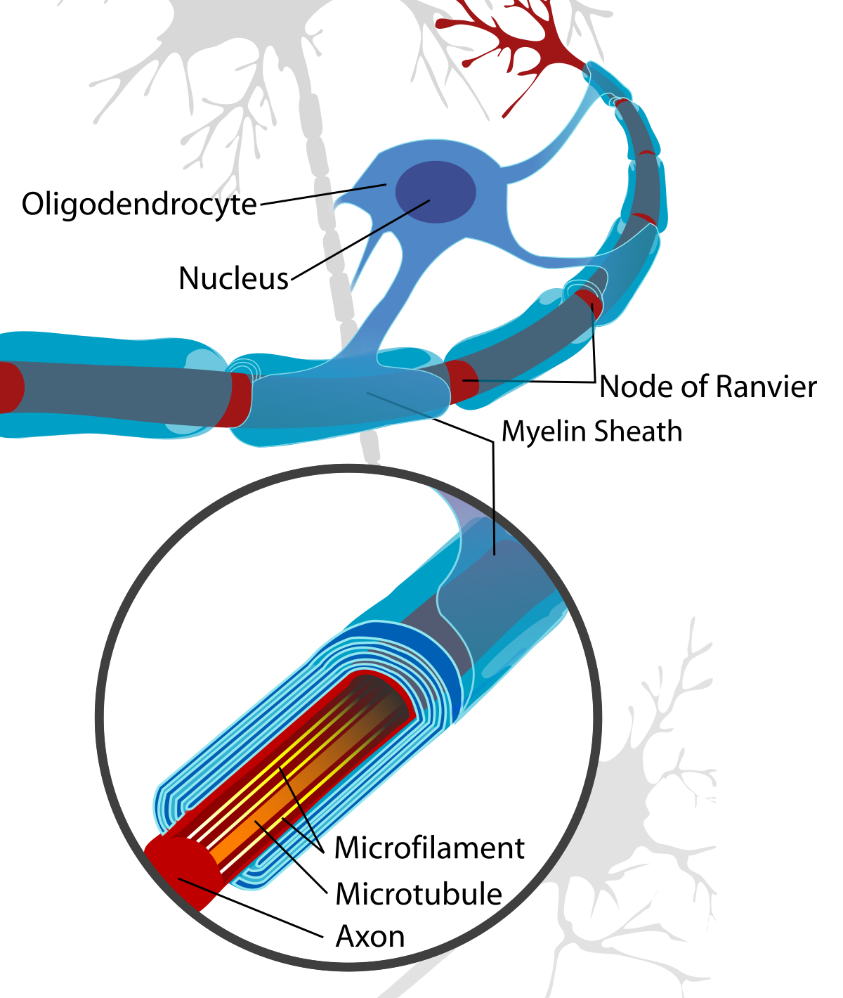 Oligodendrocytes form the electrical insulation around the axons of CNS nerve cells.