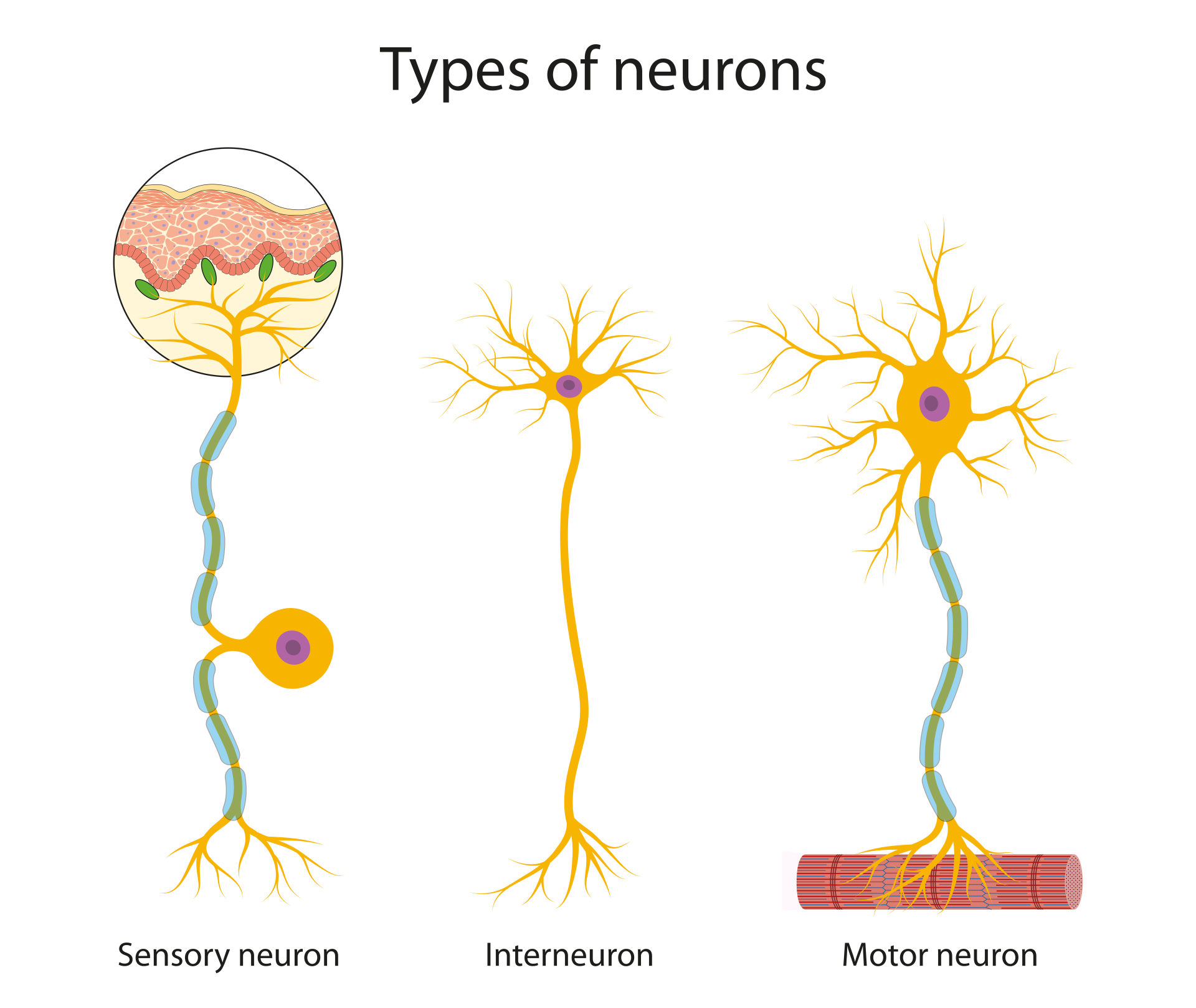 tyes of neurons:	sensory, motor, and relay